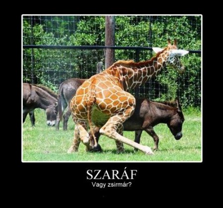 Szaráf