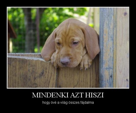 Mindenki azt hiszi...