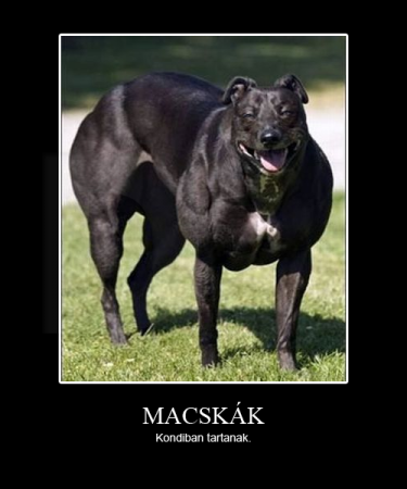 Macskák