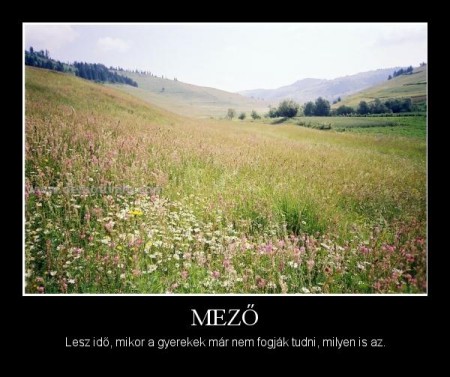 Mező