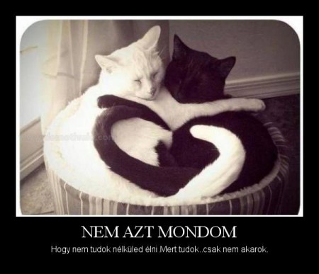 Nem azt mondom