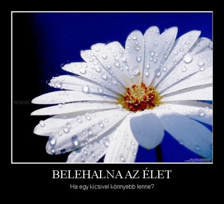 Belehalna az élet