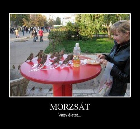 Morzsát...