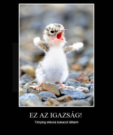 Ez az igazság!