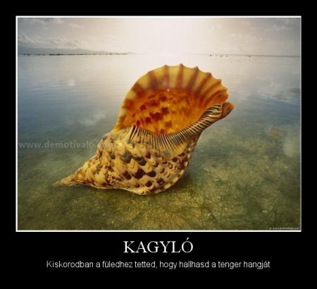 Kagyló...