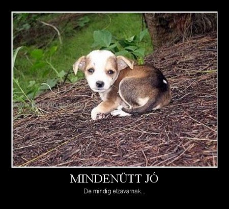 Mindenütt jó...
