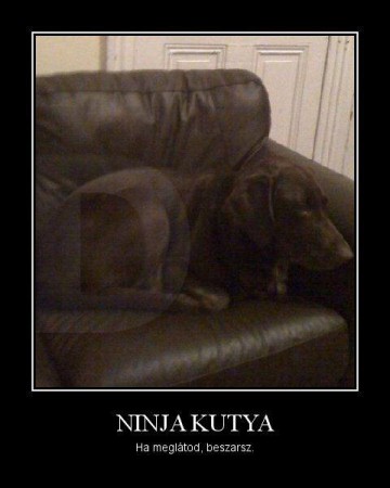 Ninja Kutya...