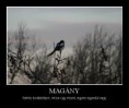 Magány